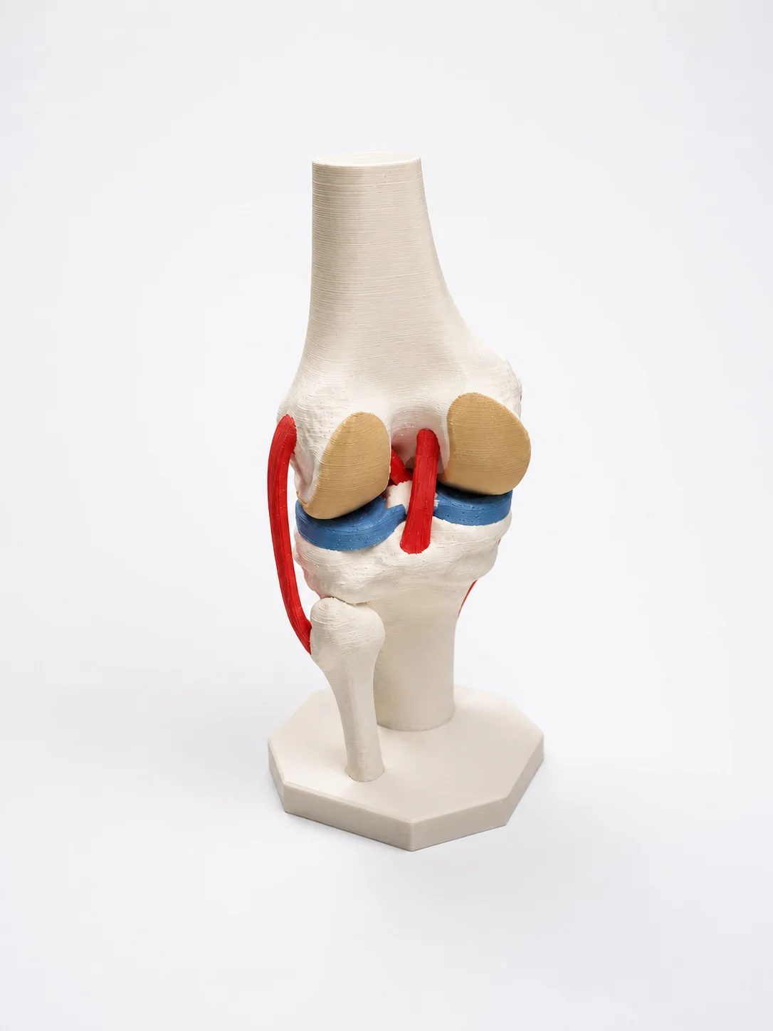 Modèle anatomique du genou imprimé en 3D, ligaments rouges et ménisques bleus, sur socle blanc