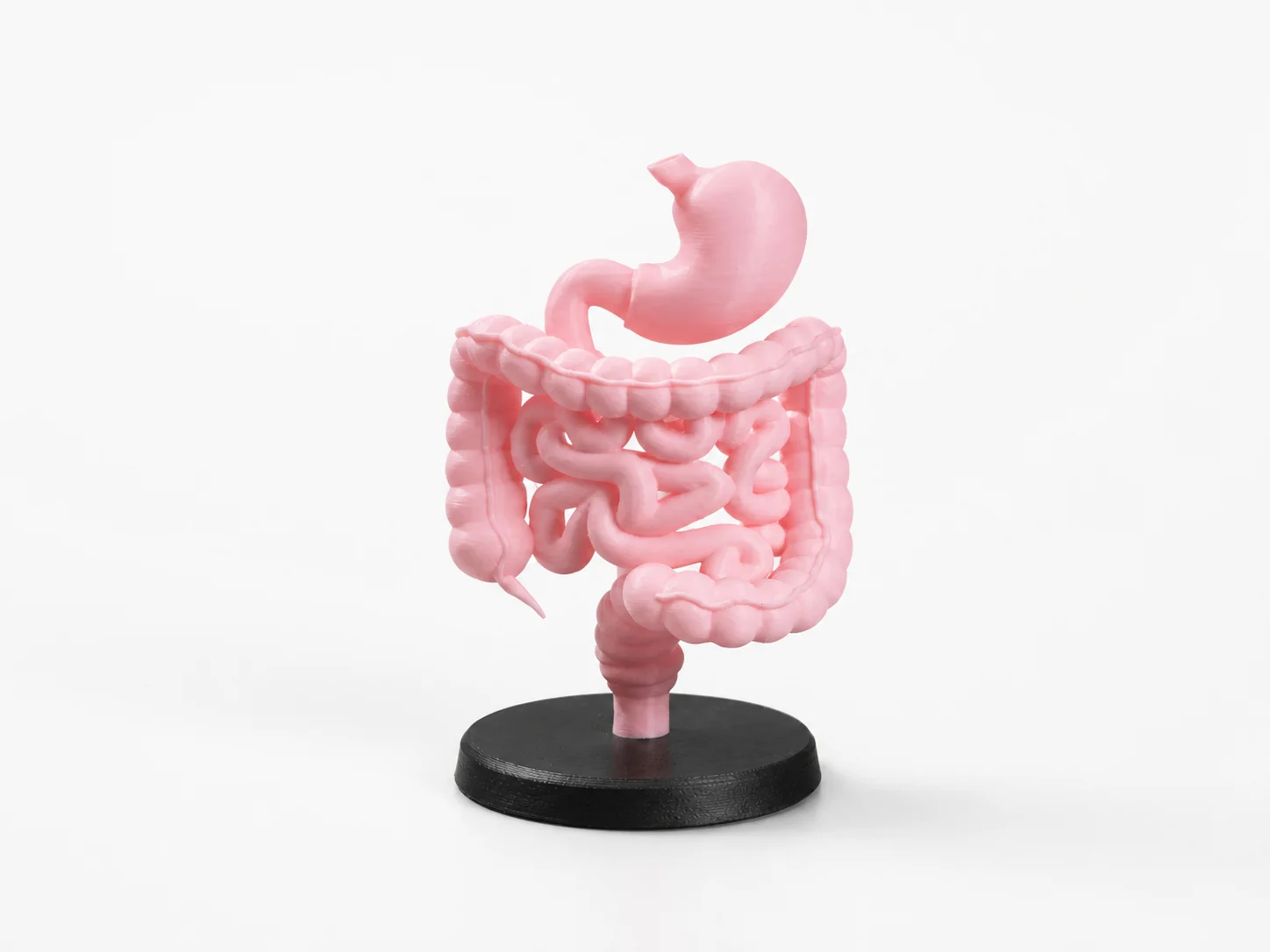 Modèle pédagogique du système digestif imprimé en 3D en rose sur socle noir