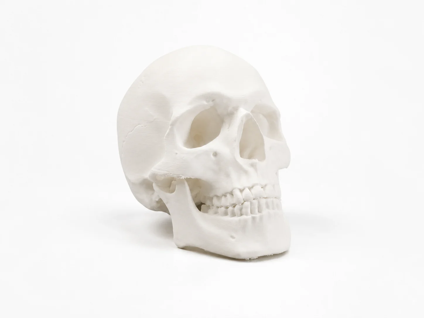 Crâne humain anatomique imprimé en 3D en blanc, très détaillé
